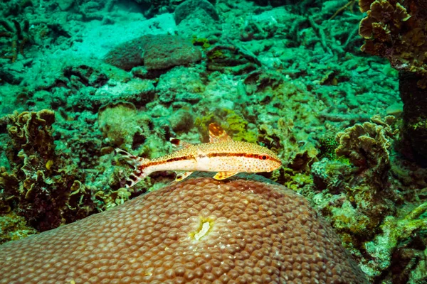 Onderwater Uitzicht Mooie Vissen Rif Nabij Kot Tao Island Thailand — Stockfoto