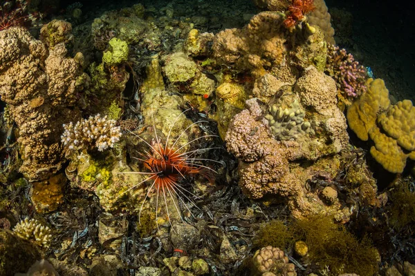 Pez León Sobre Fondo Del Arrecife Coral —  Fotos de Stock