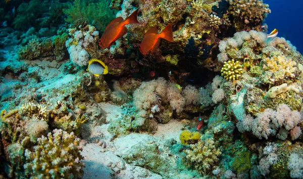 Piękne Ogrody Koralowe Red Sea Szarm Szejk Egipt — Zdjęcie stockowe