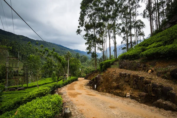 Hermosa Plantación Verde Sri Lanka — Foto de Stock