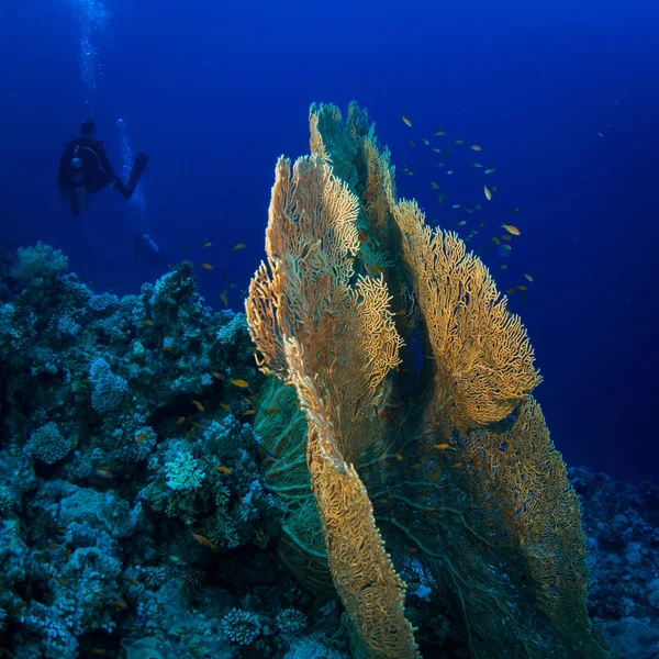 Gorgonian Ett Rev Nära Staden Dahab Röda Havet — Stockfoto