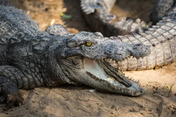 Indiai Tartalék Krokodil — Stock Fotó