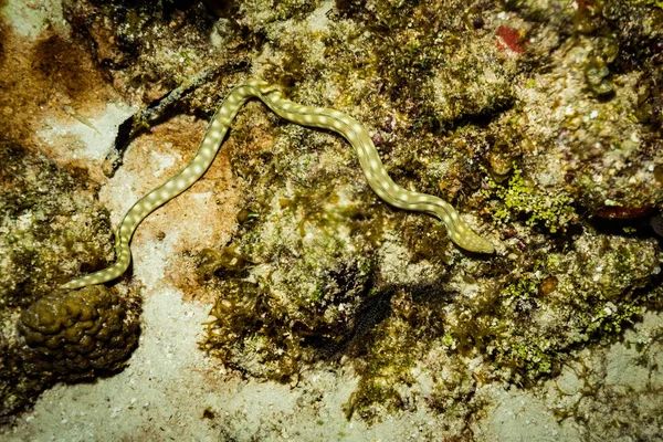 Underwater snake on the reefs of Cozumel island