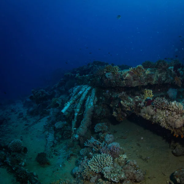 Gyönyörű Korall Kert Red Sea Sharm Sheikh Egyiptom — Stock Fotó