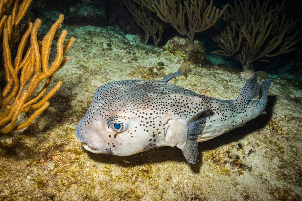 Vue Sous Marine Des Poissons Sur Magnifique Récif Corallien Près — Photo