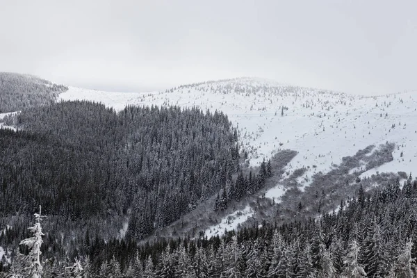 Красивый Зимний Пейзаж Заснеженных Украинских Карпатах — стоковое фото