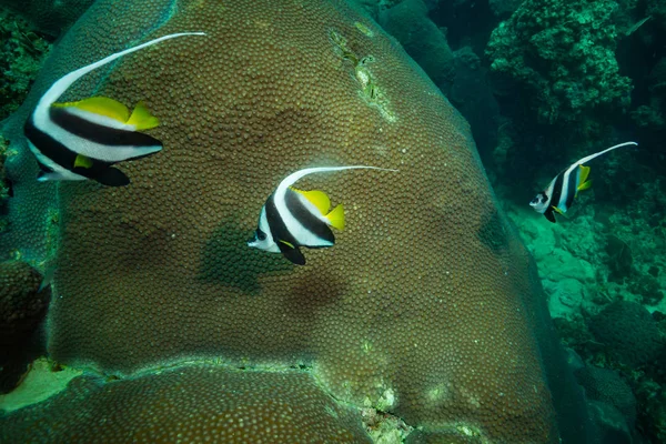 Beautiful Butterflyfishes Reef Kot Tao Island Thailand — Stock Photo, Image