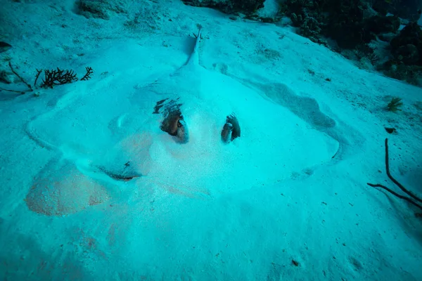 Onderwater Uitzicht Stingray Mooie Rif Van Het Eiland Cozumel — Stockfoto