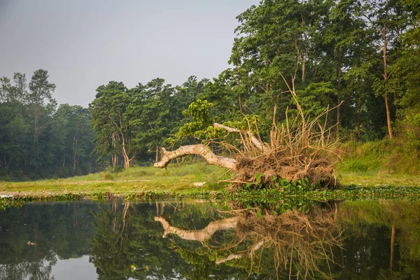 Vista Panoramica Bellissimo Paesaggio Con Flora Fauna Chitwan Nepal — Foto Stock