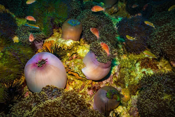 Підводний Видом Моря Anemone Кораловий Риф Тао Таїланд — стокове фото