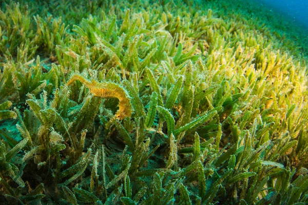 Sea horse in the Red Sea