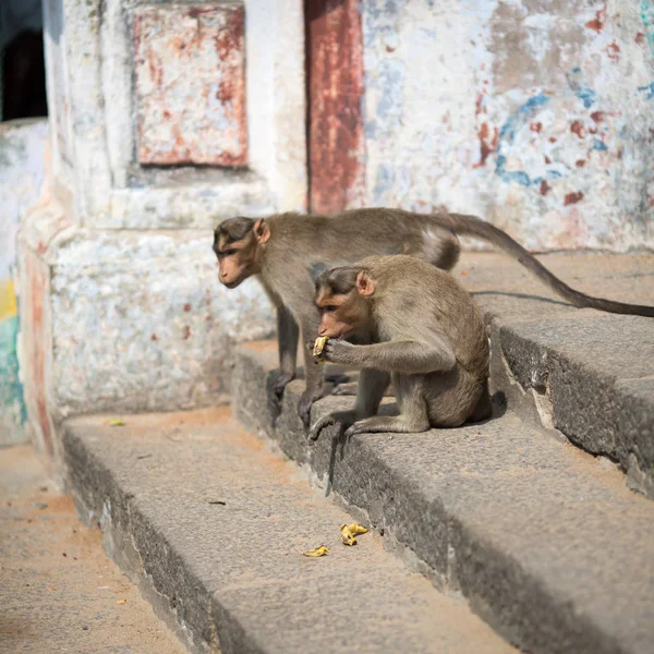 단계에 원숭이 바나나를 — 스톡 사진