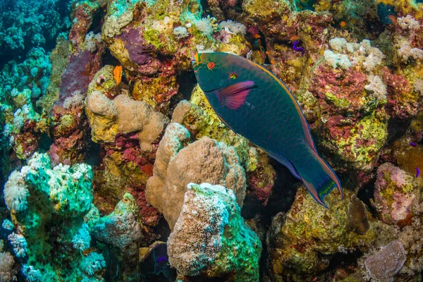 Pez Loro Arrecife Del Mar Rojo Sharm Sheikh Egipto — Foto de Stock