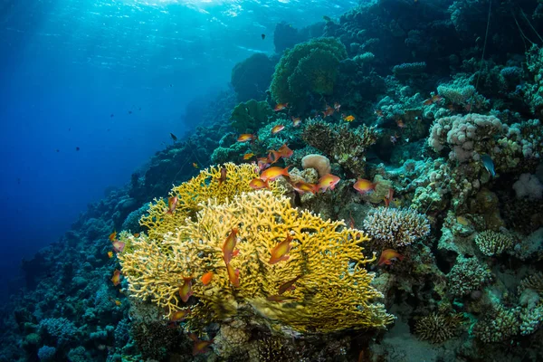 Όμορφο Κοραλλιών Κήπο Στην Ερυθρά Θάλασσα Σαρμ Σέιχ Αίγυπτος — Φωτογραφία Αρχείου