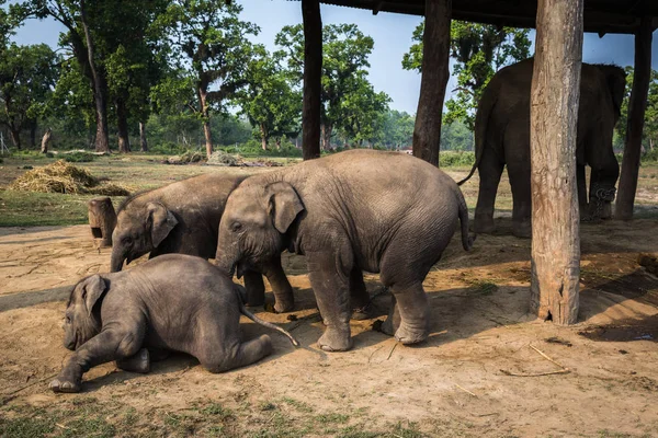 Elefantes Uma Fazenda Reserva Chitwan — Fotografia de Stock