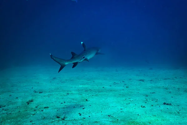 underwater view of white tip shark in Komodo national park