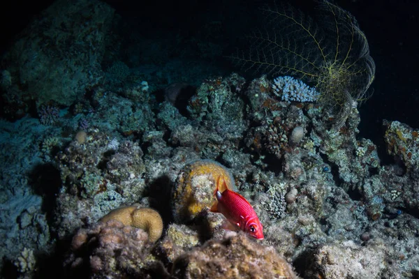 Belle Vue Sous Marine Sur Récif Corallien Mer Rouge Nuit — Photo
