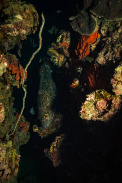 Podwodne Widoki Grouper Malabar Pobliżu Koh Tao Island Tajlandia — Zdjęcie stockowe