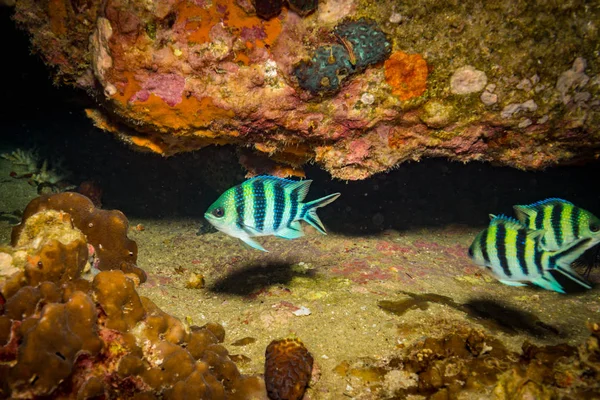 Vista Submarina Los Peces Sargento Aseado Koh Tao Tailandia —  Fotos de Stock