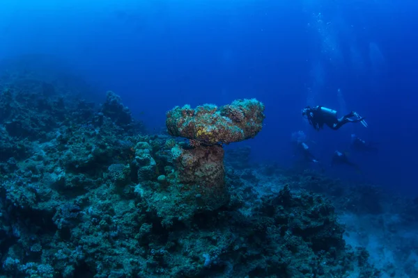 Underwater shot and sea floor