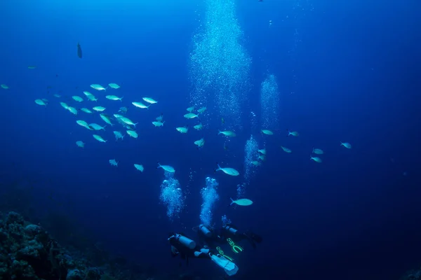 Plongeur Sur Les Sourds Mer Rouge — Photo