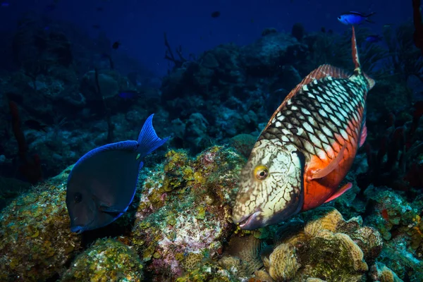 underwater view of fish on beautiful coral reef near Cozumel Island