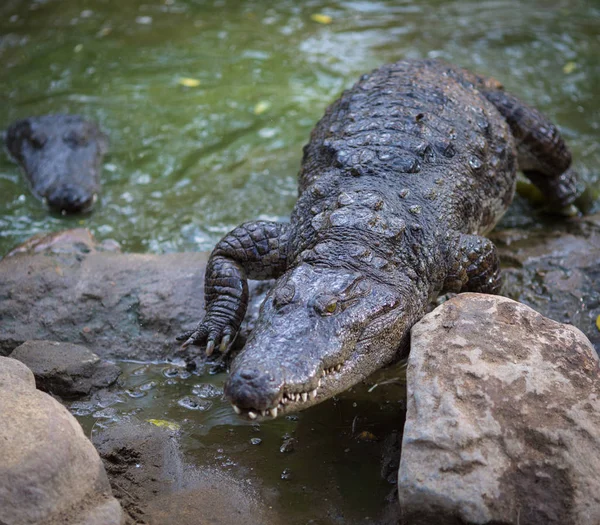Indiai Tartalék Krokodil — Stock Fotó