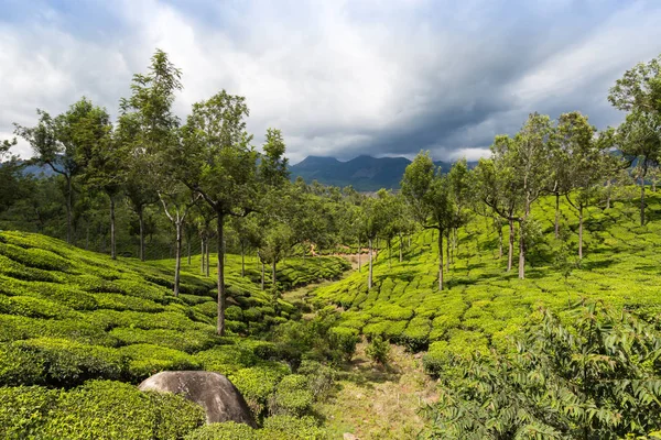 Hermosa Plantación Verde India Provincia Kerala — Foto de Stock