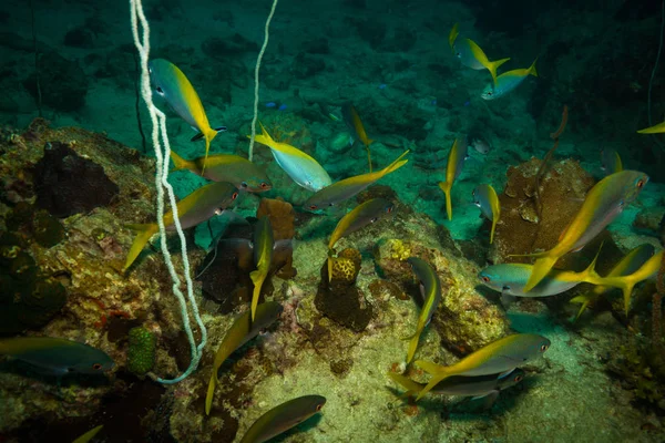 Підводний Вид Красивий Риб Біля Kot Тао Острів Таїланд — стокове фото