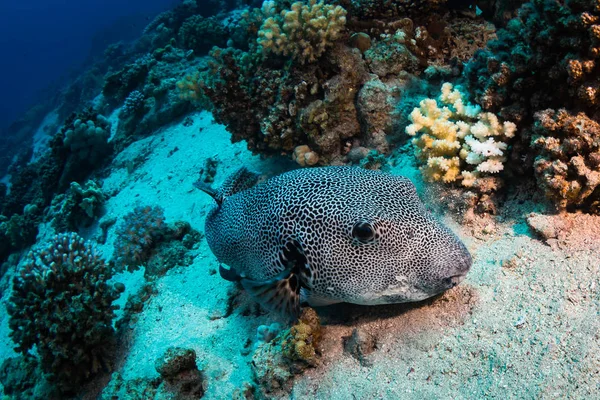 Spotfin Burrfish Hermoso Arrecife Coral Mar Rojo — Foto de Stock