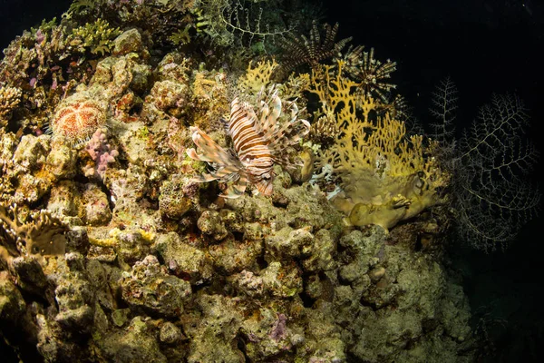 Gece Red Sea Deki Daki Mercan Güzel Sualtı Görünümü — Stok fotoğraf