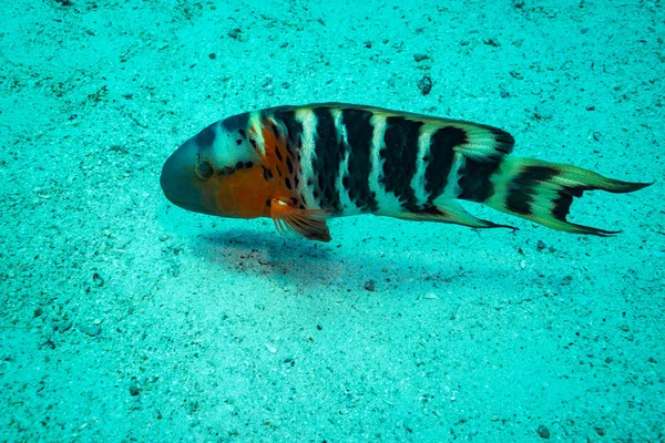 Rezavý Pyskoun Útesu Poblíž Koh Tao Ostrov Thajsko — Stock fotografie