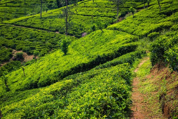 Grüne Schöne Teeplantage Sri Lanka — Stockfoto