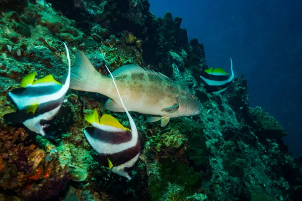 Vista Subaquática Malabar Grouper Perto Ilha Koh Tao Tailândia — Fotografia de Stock