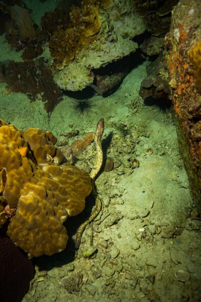 Moray Koraal Rif Buurt Van Koh Tao Eiland Thailand — Stockfoto