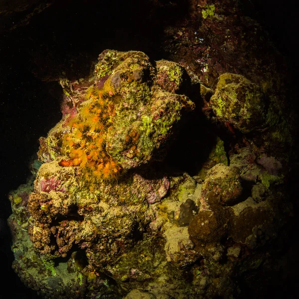 Όμορφη Υποβρύχια Προβολή Των Κοραλλιογενών Υφάλων Στην Ερυθρά Θάλασσα Βράδυ — Φωτογραφία Αρχείου