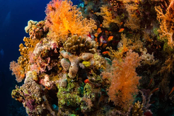Hermoso Jardín Coral Mar Rojo Sharm Sheikh Egipto — Foto de Stock