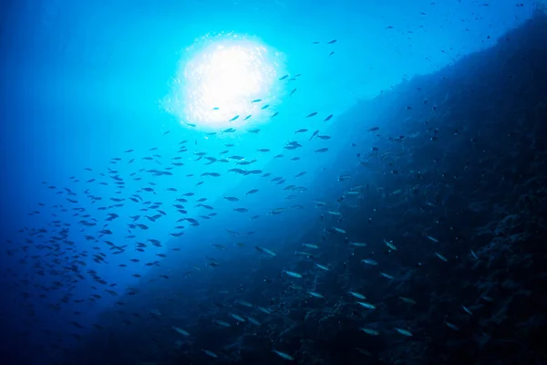 シャルムエルシェイク エジプトの青い水の中の熱帯魚 — ストック写真