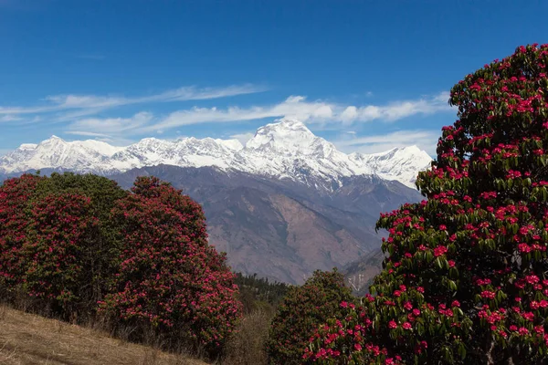 Vackra Himalaya Bergen Täckta Med Snö Spårning Till Annapurna Base — Stockfoto