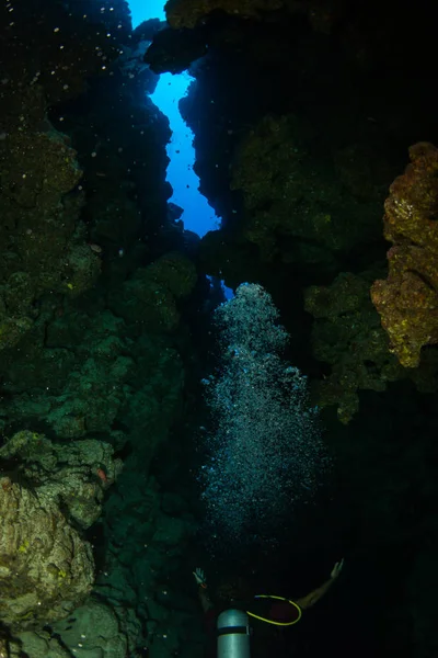 Diver Reaf Röda Havet — Stockfoto