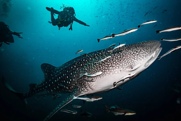 Mergulhadores Subaquáticos Perto Ilha Koh Tao — Fotografia de Stock