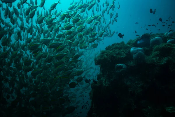 コット タオ島 タイの近くの美しい魚の水中ビュー — ストック写真