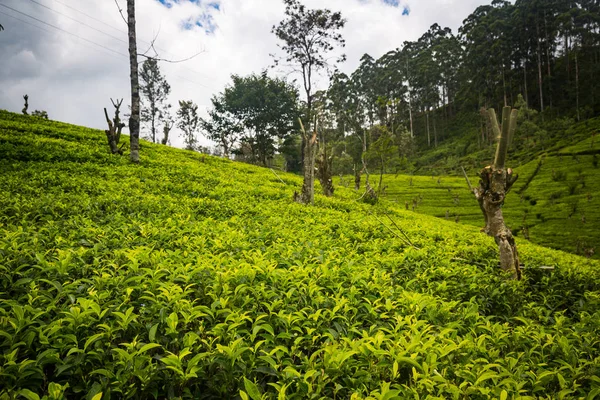 斯里兰卡绿色美丽茶园 — 图库照片