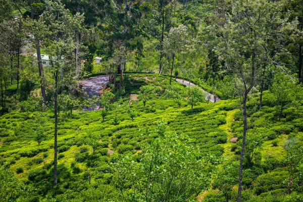 Hermosa Plantación Verde Sri Lanka — Foto de Stock