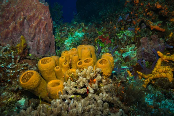 Bela Vista Subaquática Recife Coral Ilha Cozumel — Fotografia de Stock