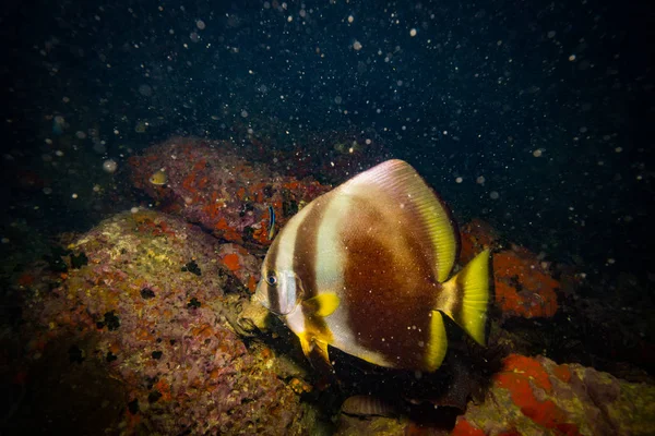 Bellissimo Batfish Sulla Barriera Corallina Koh Tao Thailandia — Foto Stock