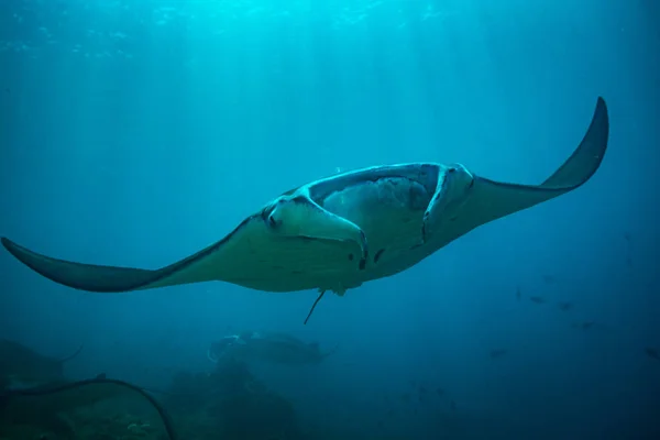 Raio Manta Estação Limpeza Parque Nacional Komodo — Fotografia de Stock