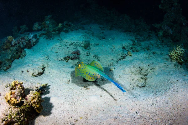 Stingray Güzel Mercan Sharm Sheikh Tarihinde — Stok fotoğraf