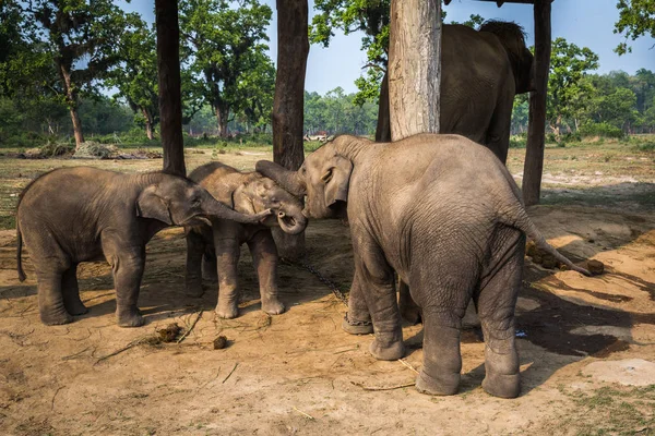 Elefantes Uma Fazenda Reserva Chitwan — Fotografia de Stock