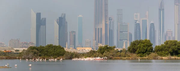 Roze Flamingo Achtergrond Van Metropool Lagune Ras Khor Dubai — Stockfoto